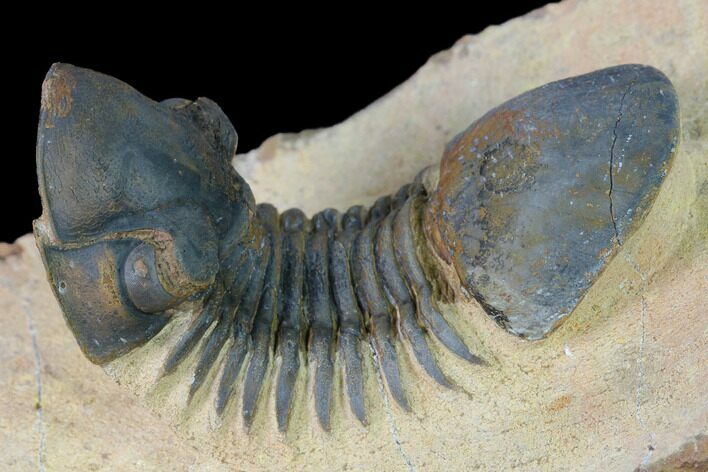 Paralejurus Trilobite - Morocco #171488